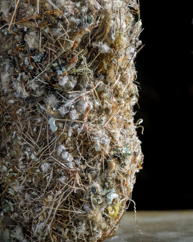 bushtit nest