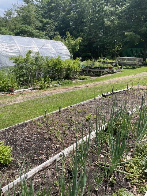 onions, high bush blueberry, and lingonberry growing at Edgewood Nursery