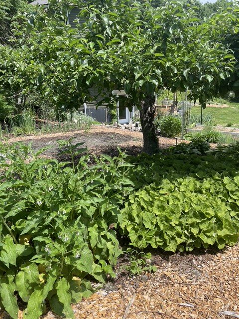 apple tree providing shade at edgewood nursery