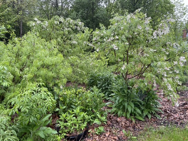 a patch at Edgeood with yellowhorn, woodland sunflower, comfrey, and elderberry