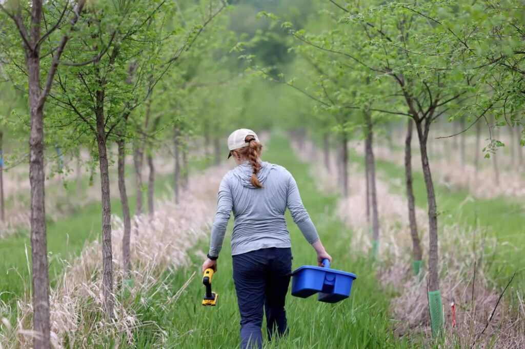 a lady walks through growing elm trees