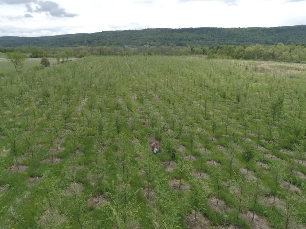 researchers injecting elms with a disease