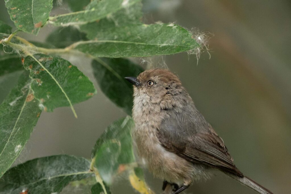 female bushtit collecting fluff