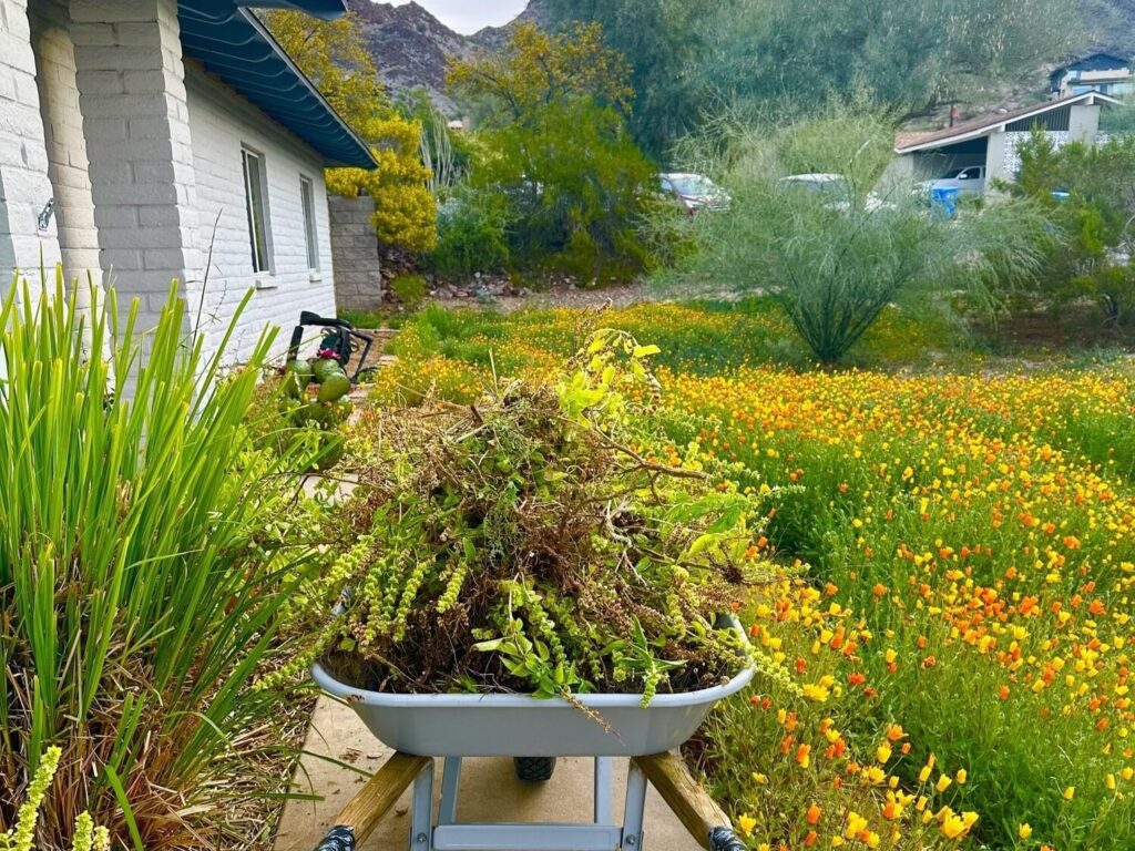 gardening work wildflower yard arizona
