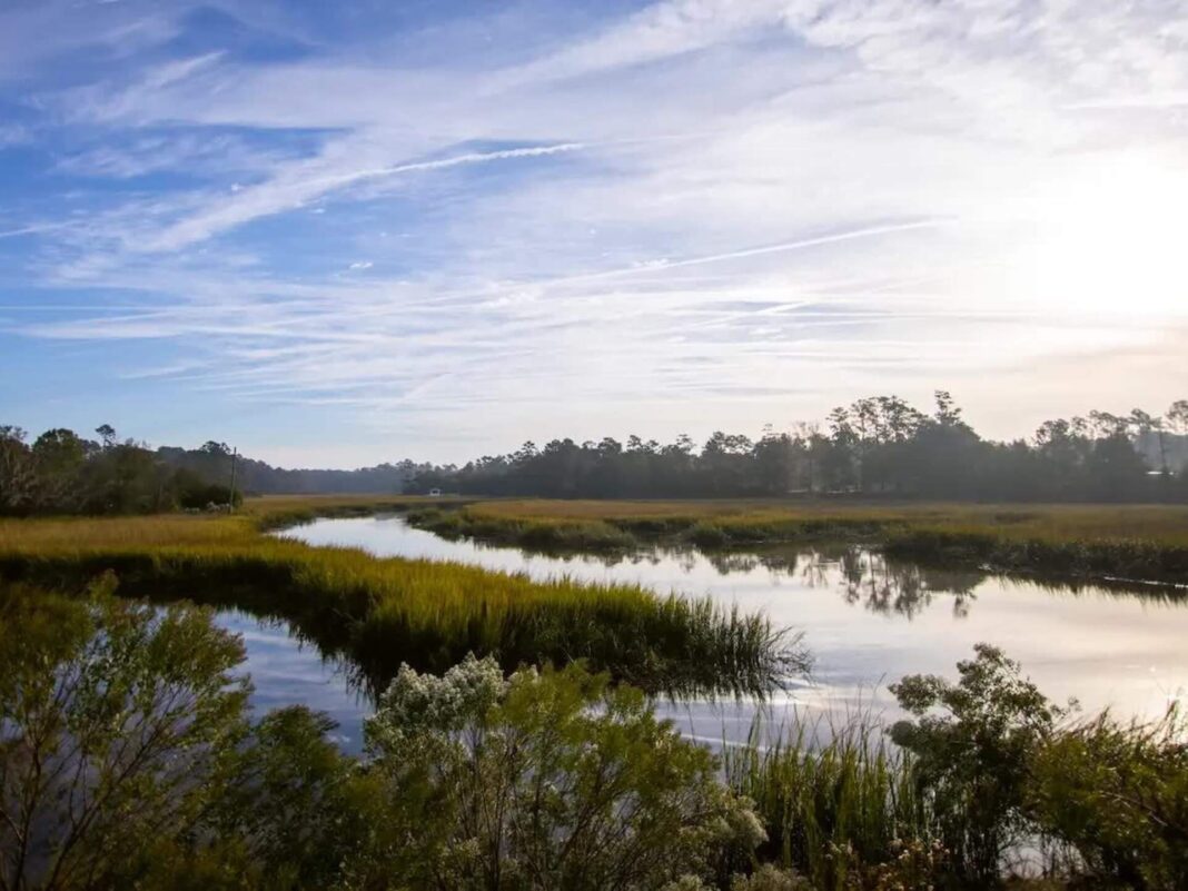 georgia salt marsh