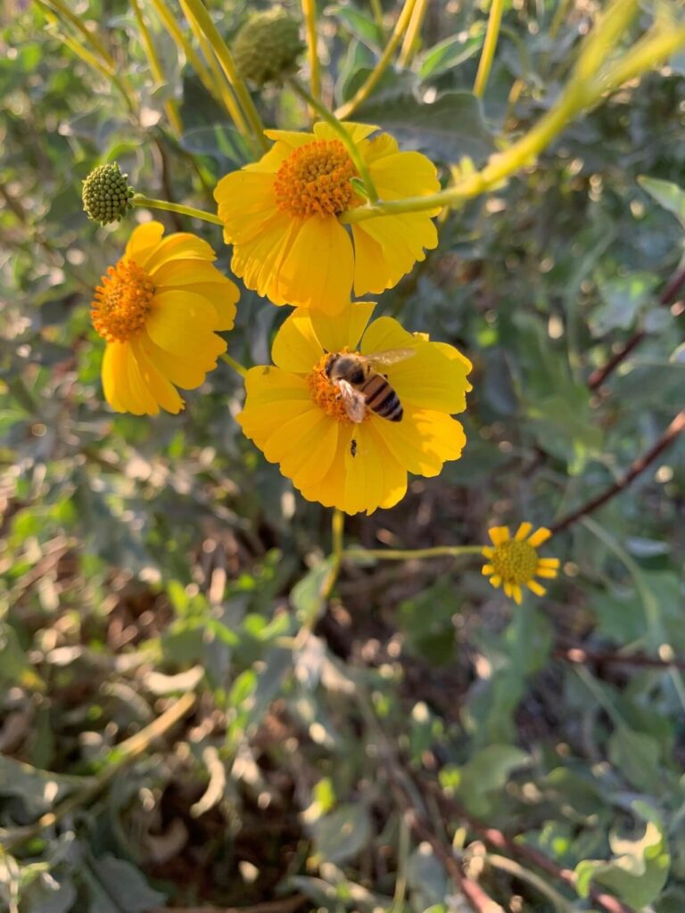 honey bee on brittlebush