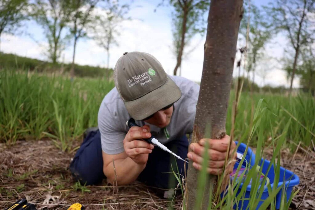 a conservation specialists injects a young elm tree with dutch elm disease