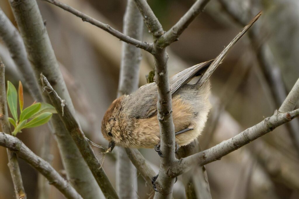 male bushtit collecting fiber