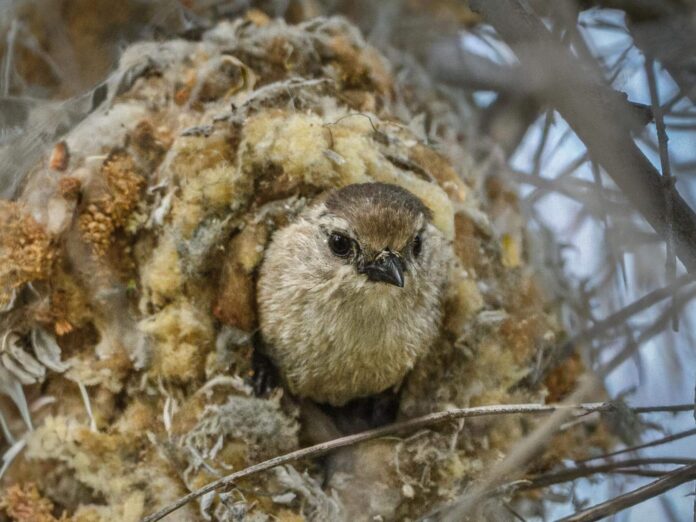 a male bushtit in a nest