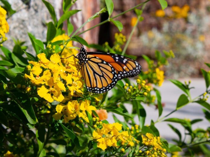 a monarch butterfly
