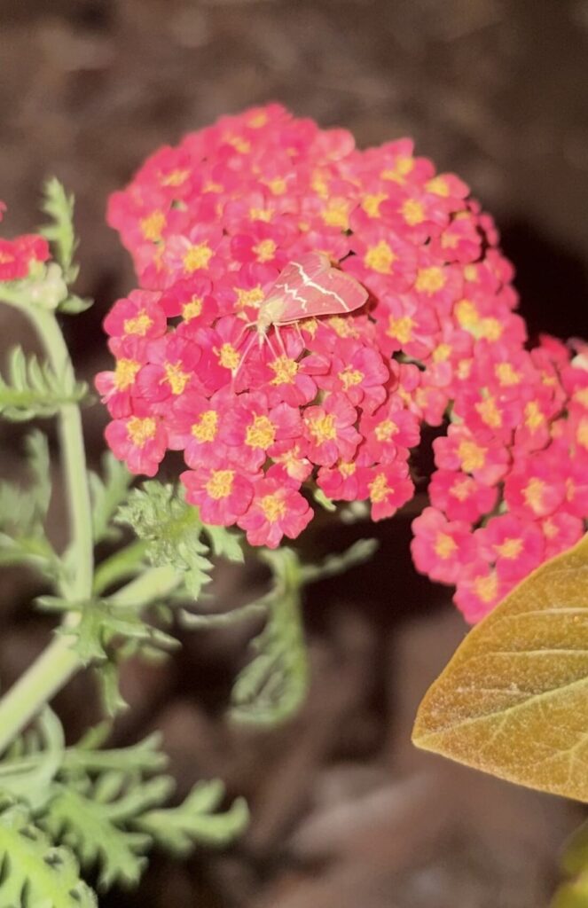 a volupial mint moth on a common yarrow