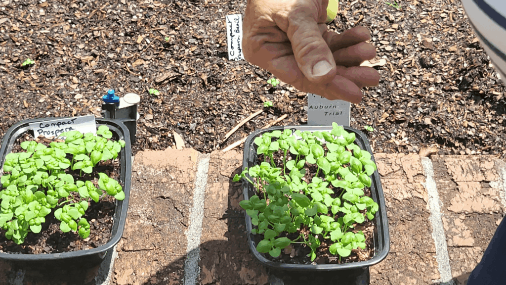 growing different plants