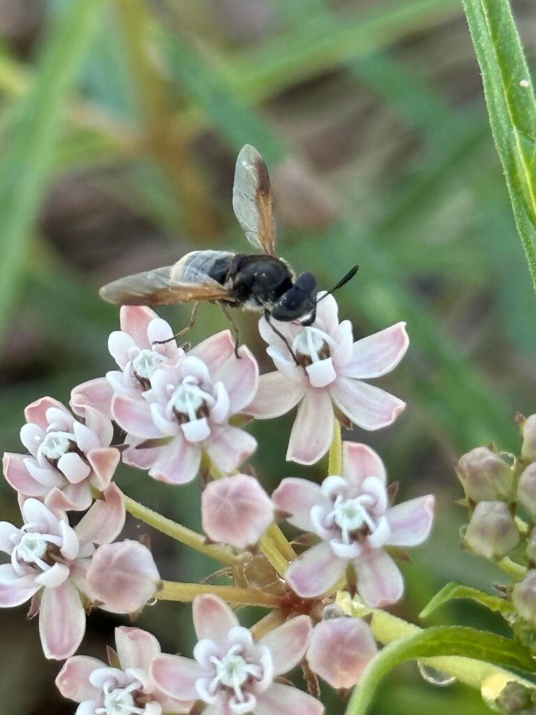 a pollinator fly on milkweed