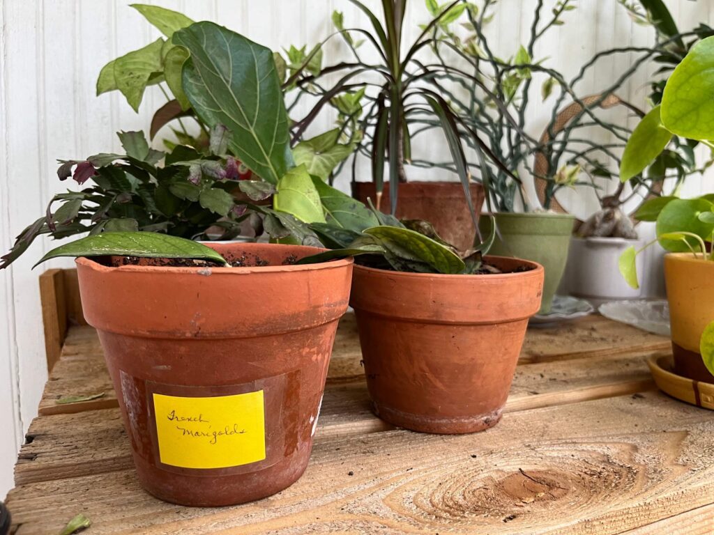 plants from christina's garden