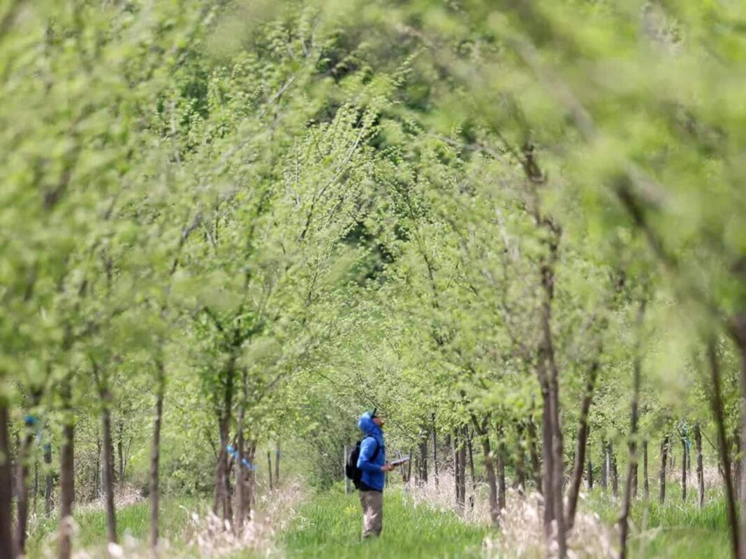 a research specialist studying elm trees