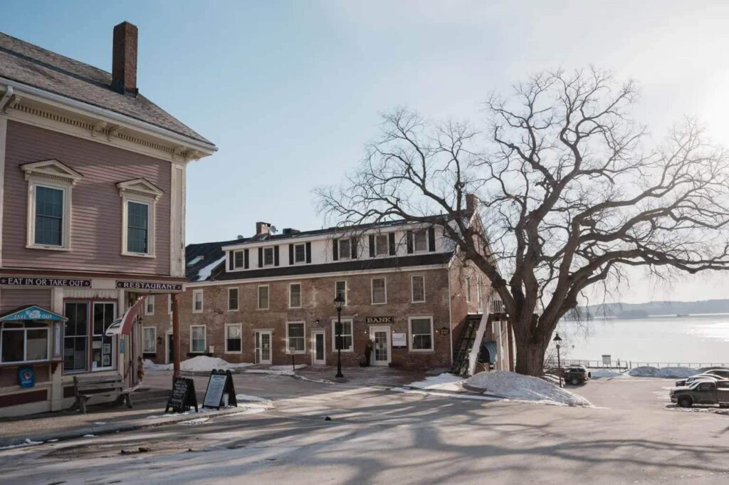 an elm tree with dutch elm disease