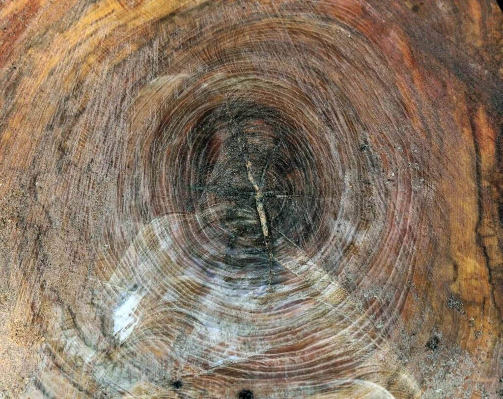 rings on the truck of an elm tree