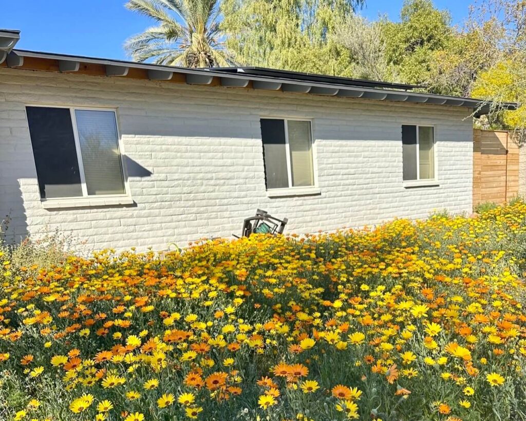 wildflower yard in arizona
