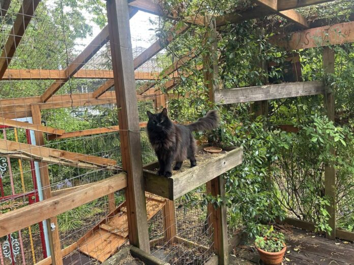 a black cat on a perch in his catio